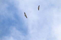 Pelecanus philippensis