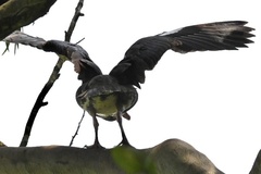 Plectropterus gambensis