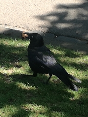 Corvus mellori