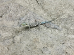 Anolis heterodermus