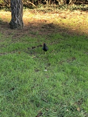 Gallinula chloropus chloropus
