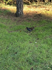Gallinula chloropus chloropus