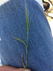 Bromus hordeaceus