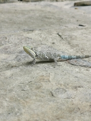 Anolis heterodermus