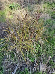 Sorghum halepense