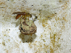 Mischocyttarus bahiae