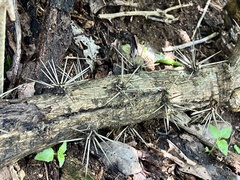 Pereskia aculeata