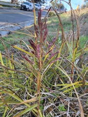 Sorghum halepense