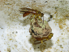 Mischocyttarus bahiae