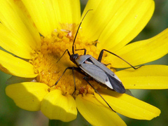 Calocoris nemoralis