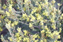 Aspalathus ericifolia