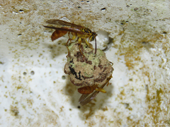 Mischocyttarus bahiae