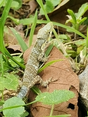 Anolis heterodermus