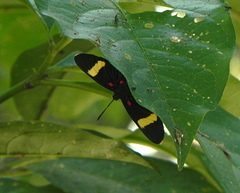 Melanis electron