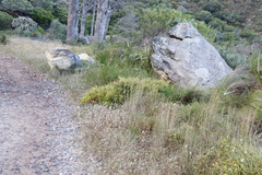 Aspalathus ericifolia