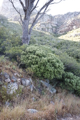 Phylica buxifolia