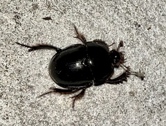 Peltotrupes profundus