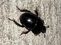 Peltotrupes profundus