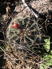 Hamatocactus setispinus