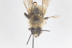 Bombus frigidus
