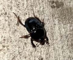 Peltotrupes profundus