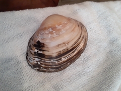 Glebula rotundata