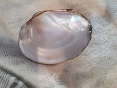 Glebula rotundata