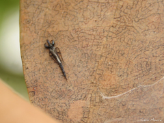 Phlaeothripidae