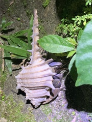Coenobita violascens