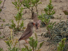 Bucanetes githagineus