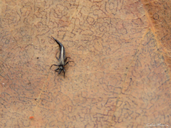 Phlaeothripidae