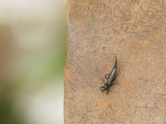 Phlaeothripidae