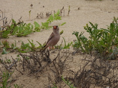 Bucanetes githagineus