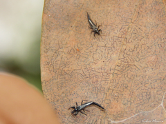 Phlaeothripidae