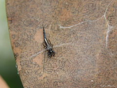 Phlaeothripidae