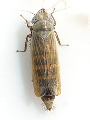 Henschia