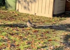 Columba palumbus palumbus