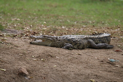 Crocodylus