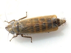 Henschia