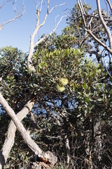 Eucalyptus conferruminata