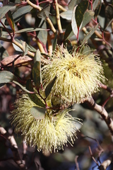 Eucalyptus conferruminata