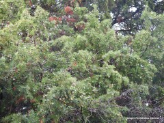 Juniperus oxycedrus