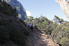 Eucalyptus conferruminata