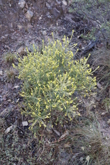 Aspalathus ericifolia