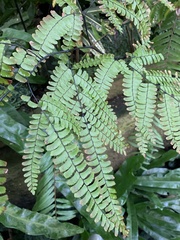 Adiantum polyphyllum