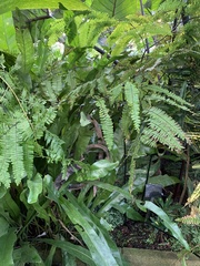 Adiantum polyphyllum