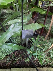 Adiantum polyphyllum