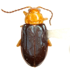 Monomacra opaca