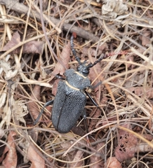 Calocomus rugosipennis