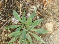 Plantago lagopus